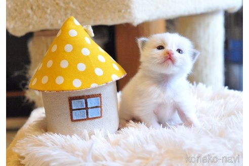 販売中の埼玉県のラグドール-117453の5枚目